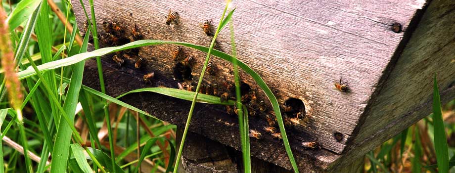 Bee Project